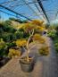 Mobile Preview: Gartenbonsai Pinus mugo ´Carstens´ wintergold 155cm.